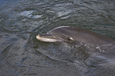 The Kahala Dolphines