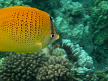 Lemon Butterflyfish