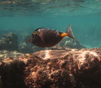 Orangespine Unicornfish