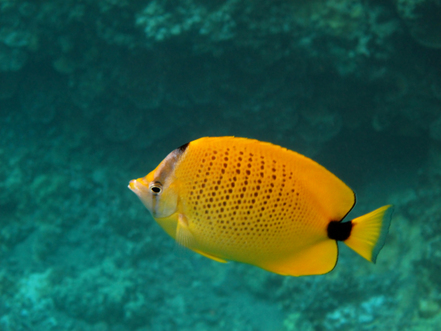 Lemon Butterfly Fish