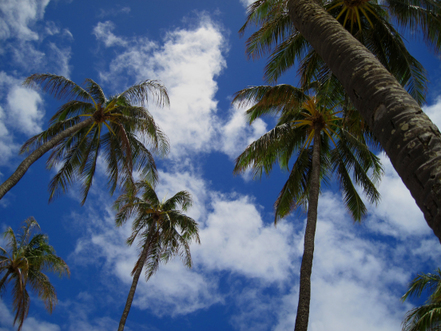 Palm Trees